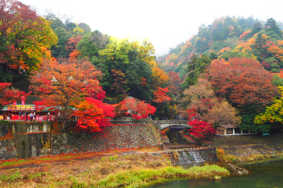 山全体が紅く染まる「永源寺」