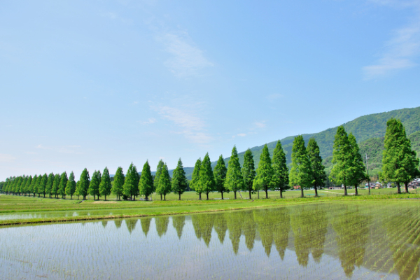 春夏秋冬いつでも絶景「メタセコイア並木」工房
